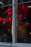 Poinsettas in window of Busch's Florist greenhouse